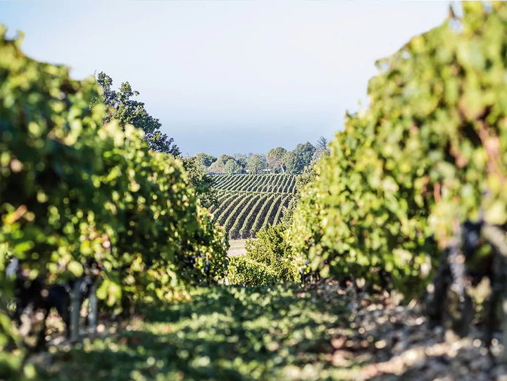 Chateau Calon Segur, Marquis de Calon, 2016 - Friarwood Wines & Spirits