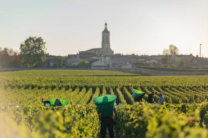 Chateau Calon Segur, Marquis de Calon, 2016 - Friarwood Wines & Spirits