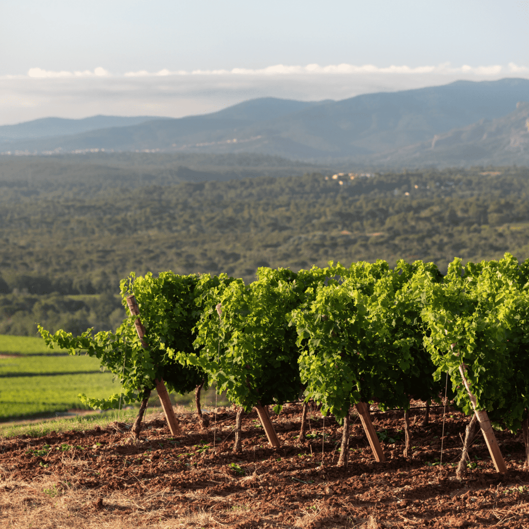 Chateau D'Esclans, Les Clans, Provence Rose, 2022 - Friarwood Wines & Spirits
