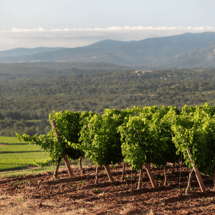 Chateau D'Esclans, Les Clans, Provence Rose, 2022 - Friarwood Wines & Spirits