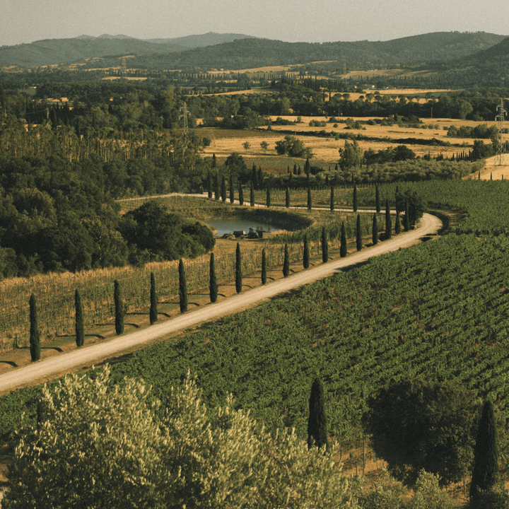 Conti di San Bonifacio, Sustinet, 2016 - Friarwood Wines & Spirits