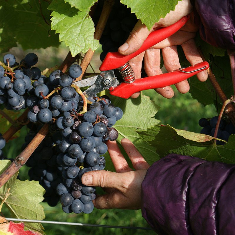 Domaine Bonnardot, HCDN Coup de Foudre Rouge, 2022 - Friarwood Wines & Spirits