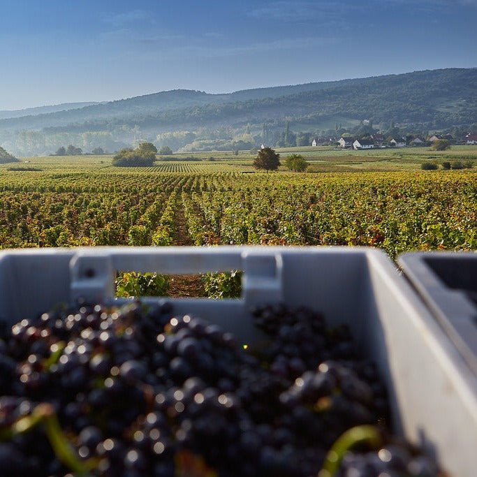 Domaine de la Ferte Givry 1er Cru 'Servoisine', 2023 - Friarwood Wines & Spirits