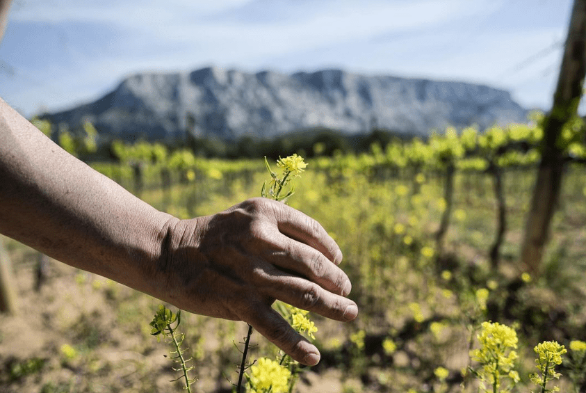 Domaine des Masques, Blanc Cuvee Essentielle, 2020 - Friarwood Wines & Spirits