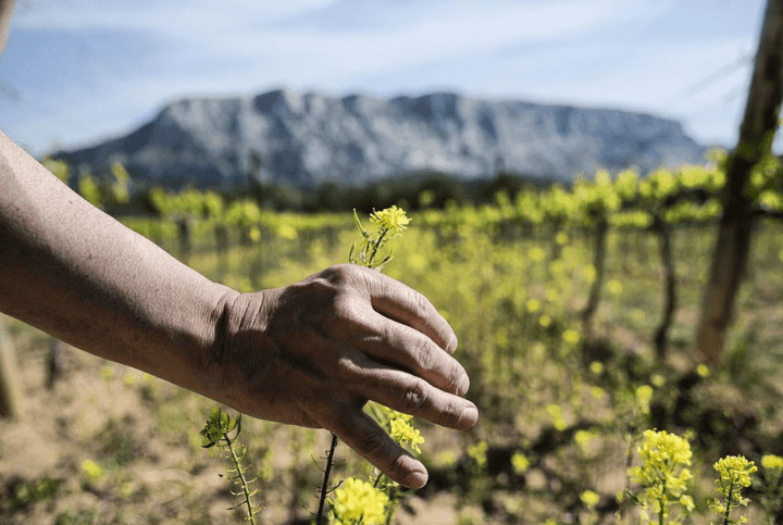 Domaine des Masques, Blanc Cuvee Essentielle, 2020 - Friarwood Wines & Spirits