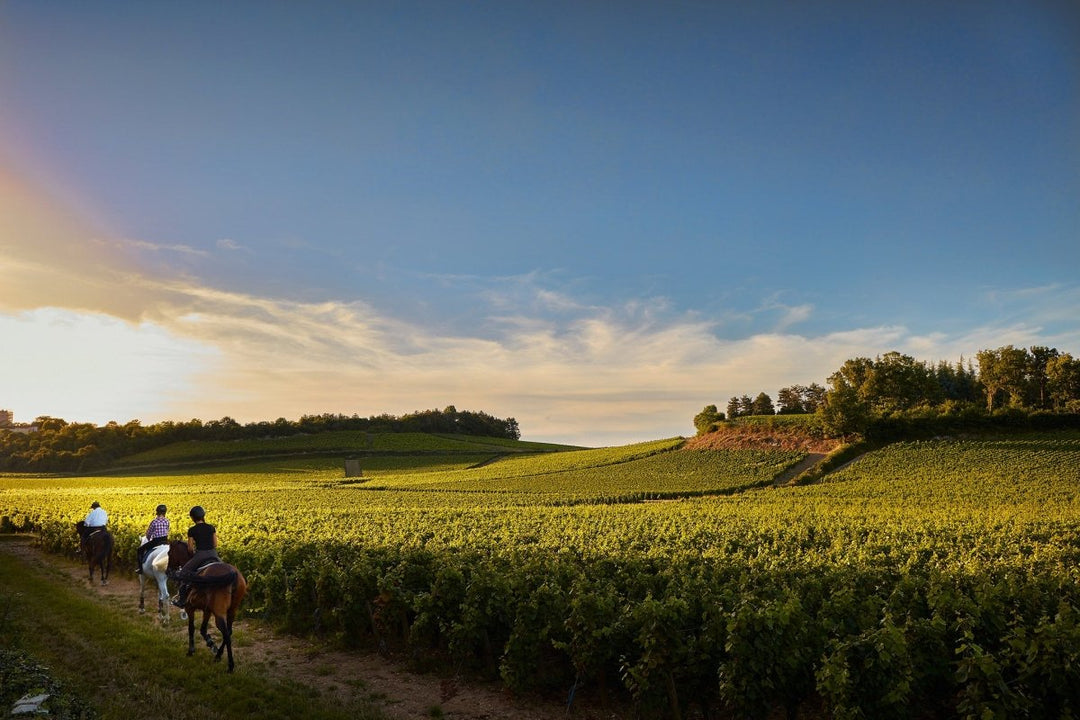 Domaine des Perdrix, Bourgogne Pinot Noir, 2020 - Friarwood Wines & Spirits