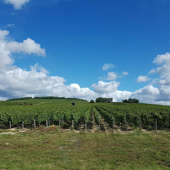 Domaine Ellevin, Chablis 1er Cru 'Vaucoupin', 2023 - Friarwood Wines & Spirits