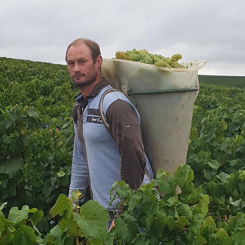 Domaine Ellevin, Chablis 1er Cru 'Vaucoupin', 2023 - Friarwood Wines & Spirits