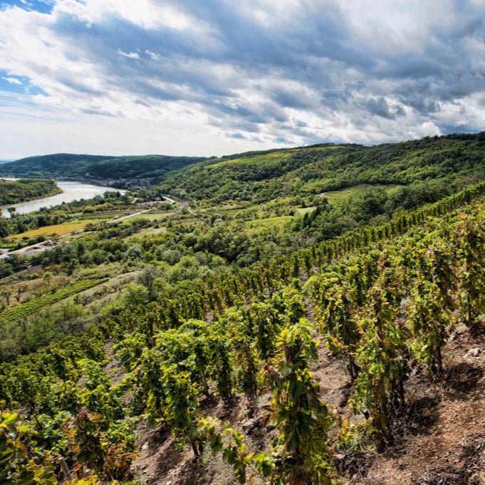 Domaine Gilles Flacher Saint Joseph Terra Louis, 2019 - Friarwood Wines & Spirits