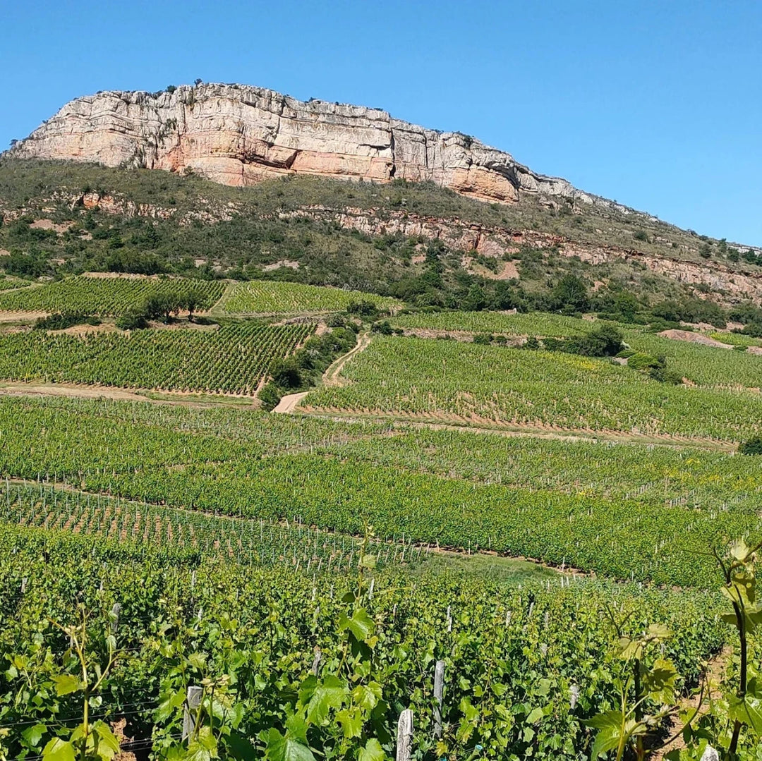 Domaine Philippe Charmond Macon - Vergisson 'Sur la Roche', 2023 - Friarwood Wines & Spirits
