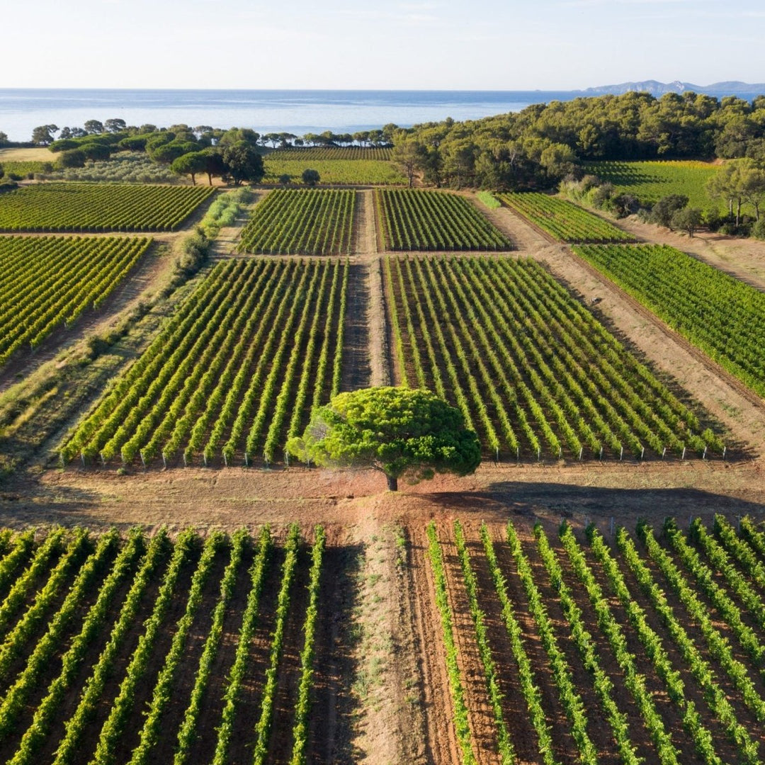 Domaines Ott Clos Mireille, 2024 - Friarwood Wines & Spirits