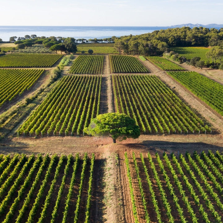 Domaines Ott Clos Mireille, 2024 - Friarwood Wines & Spirits
