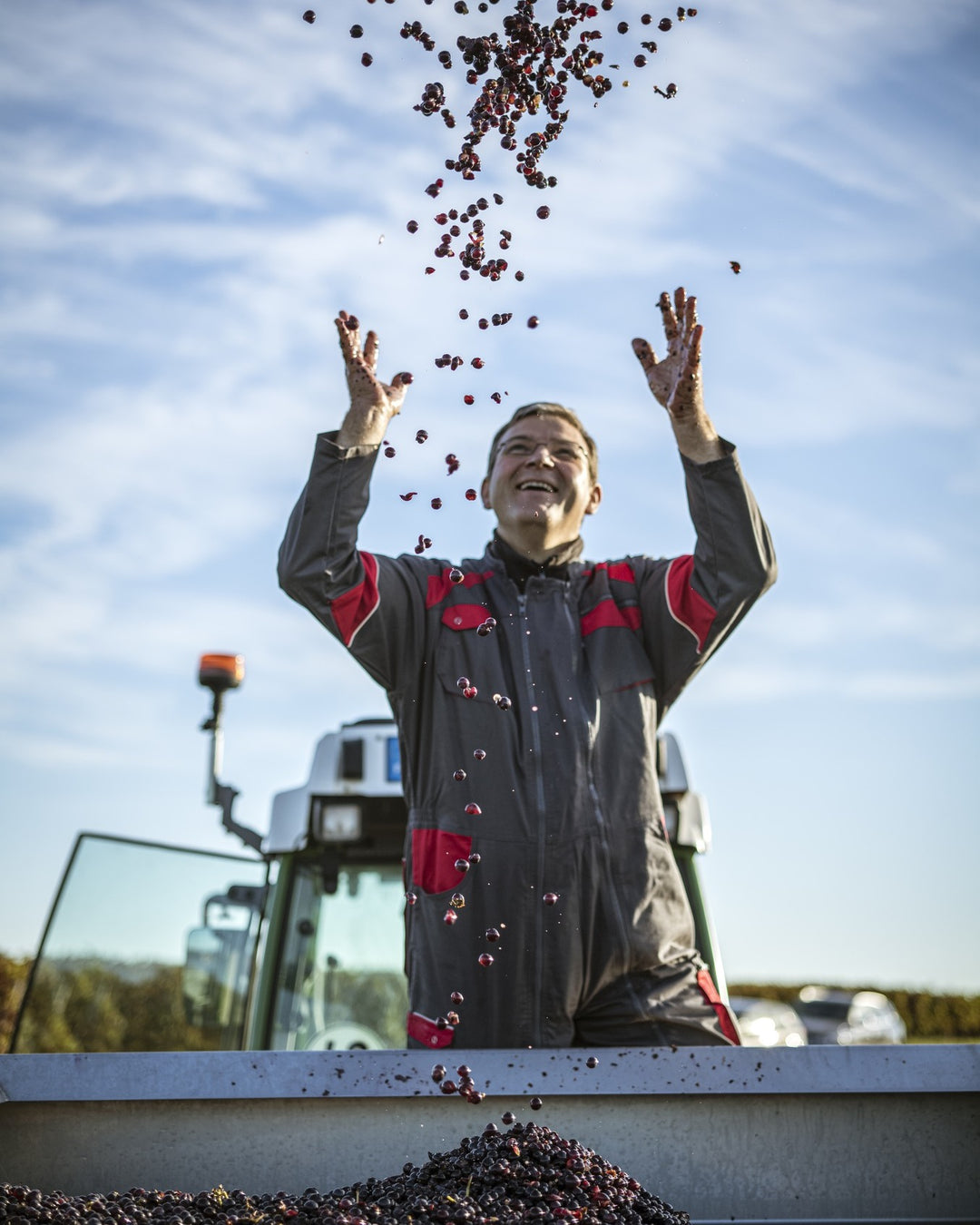 Winemaker tossing freshly harvested grapes at Vignobles Gabriel in Bordeaux