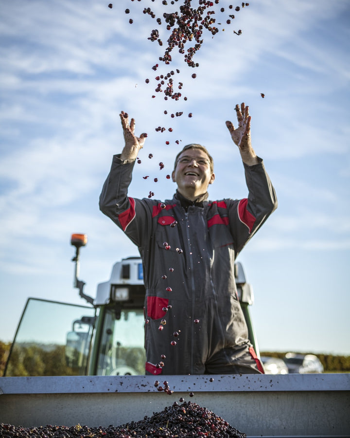 Winemaker tossing freshly harvested grapes at Vignobles Gabriel in Bordeaux