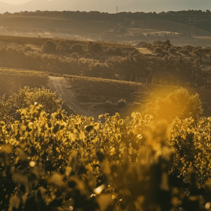 J. Boutin, Crozes Hermitage blanc Â«Nos Granites CiselesÂ», 2023 - Friarwood Wines & Spirits