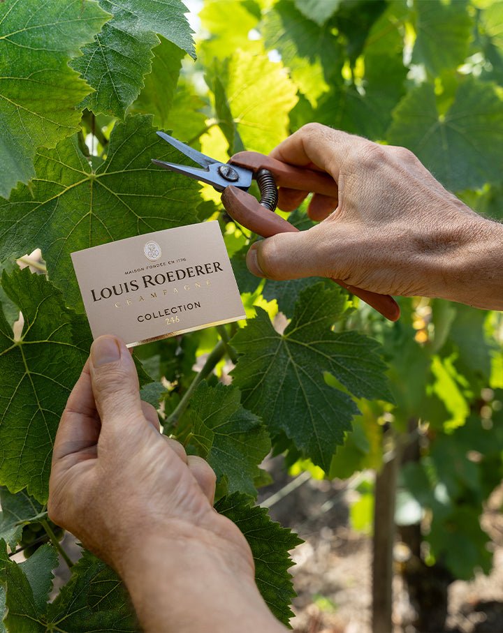 Louis Roederer Collection 246 Brut Champagne - Friarwood Wines & Spirits