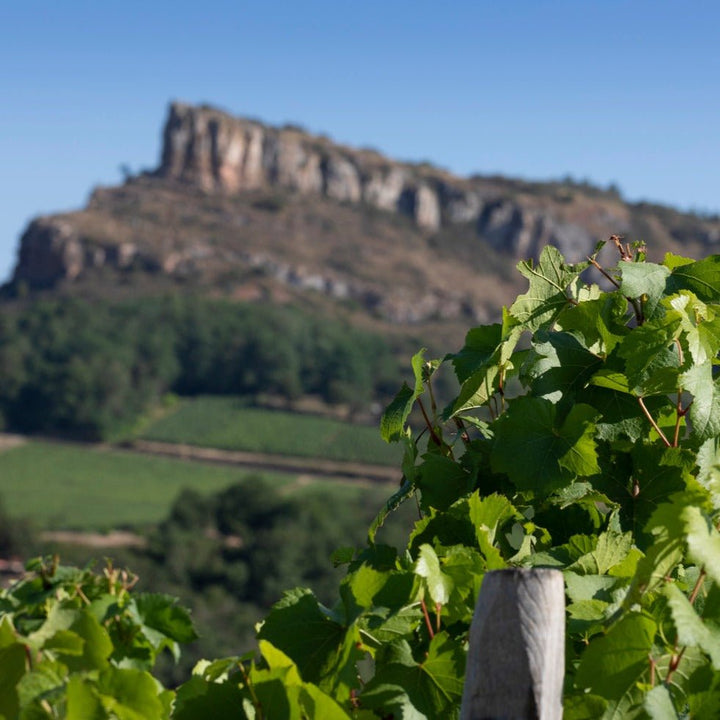 Madame Veuve Point, Corton Grand Cru Blanc, 2020 - Friarwood Wines & Spirits