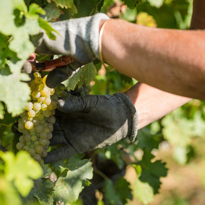 Madame Veuve Point, Corton Grand Cru Blanc, 2020 - Friarwood Wines & Spirits