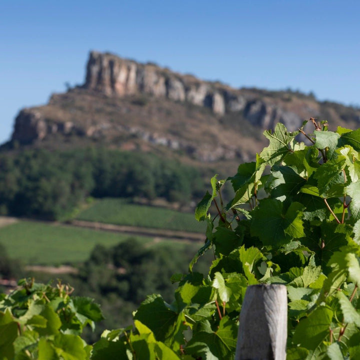 Madame Veuve Point, Rully Rouge, 2019 - Friarwood Wines & Spirits