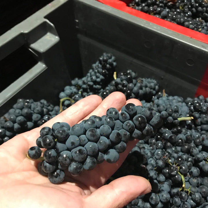 Madame Veuve Point, Rully Rouge, 2019 - Friarwood Wines & Spirits
