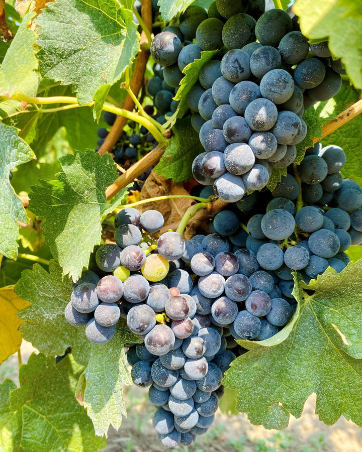 Close-up of ripe Merlot grapes on the vine in Blaye Côtes de Bordeaux