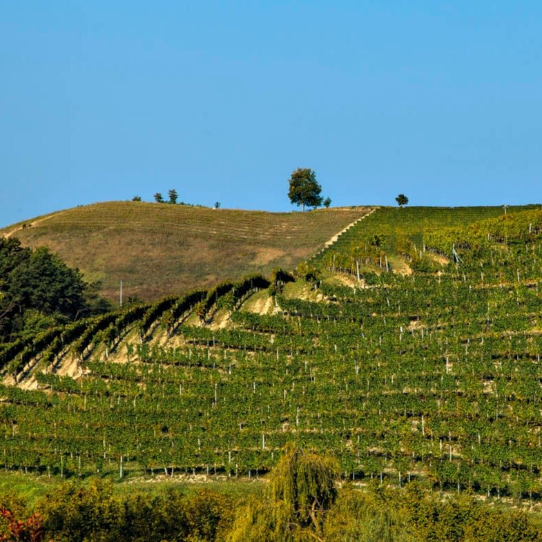 Reva, Barolo Cannubi, 2020 - Friarwood Wines & Spirits
