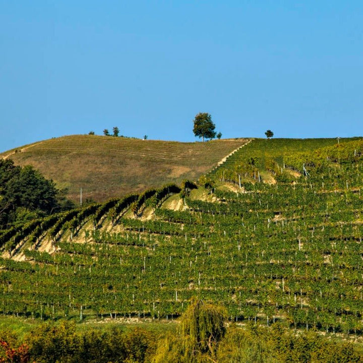 Reva, Barolo Cannubi, 2020 - Friarwood Wines & Spirits