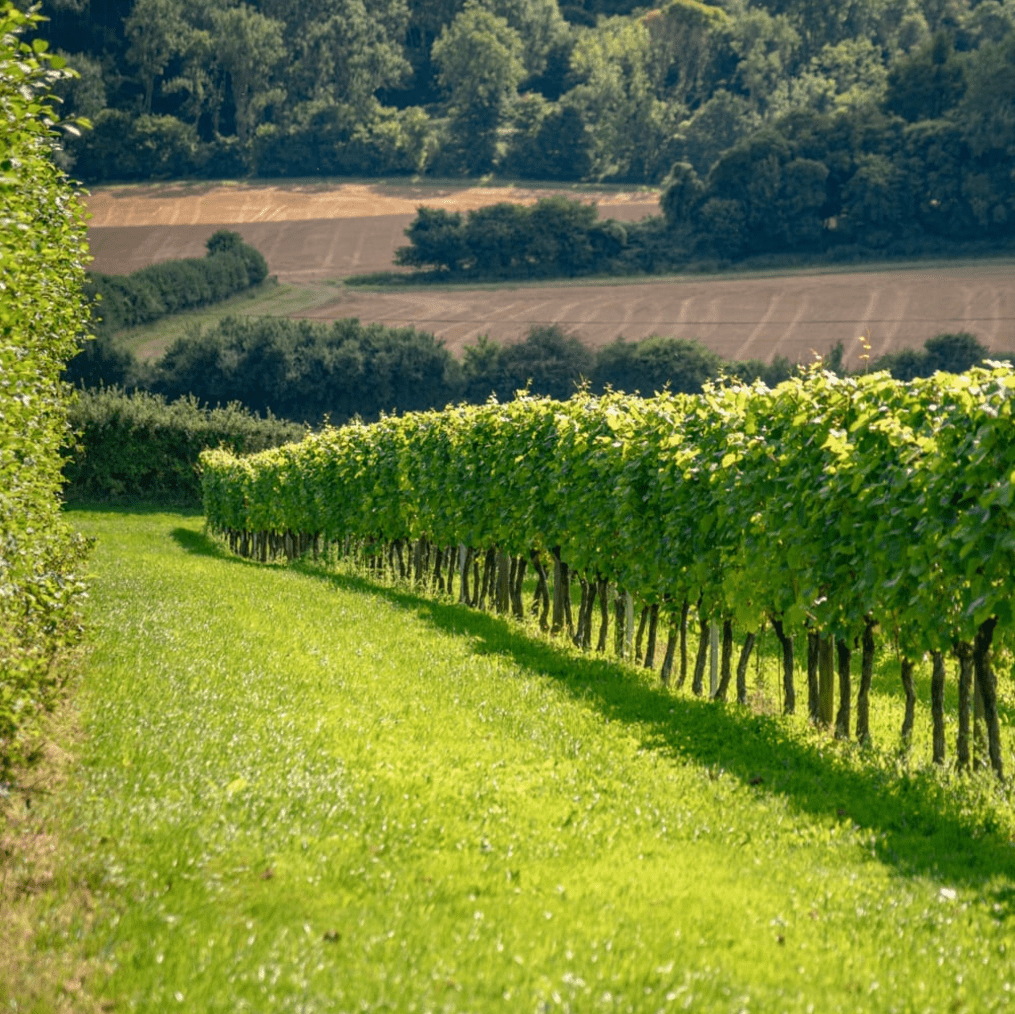 Roebuck Estates, Rose, 2019 - Friarwood Wines & Spirits