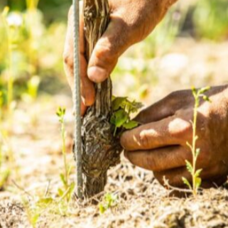 Roebuck Estates, Classic Cuvee, 2019