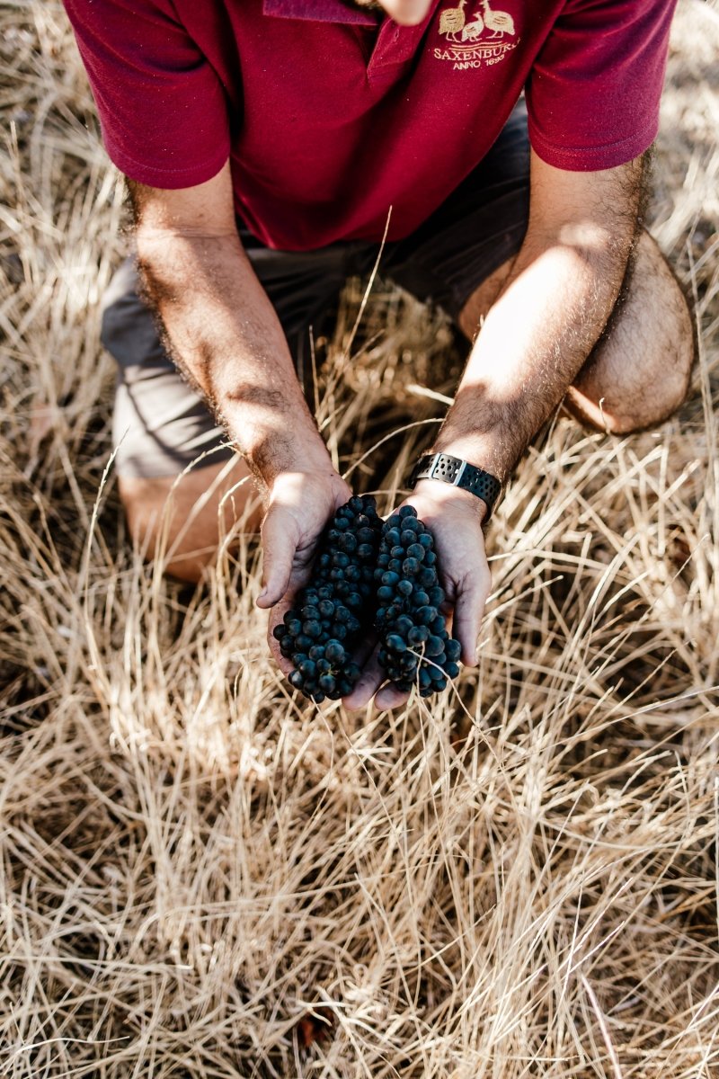 Saxenburg, Private Collection Syrah, 2017 - Friarwood Wines & Spirits