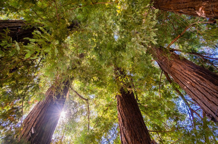 Sequoia Grove, Chardonnay, 2021 - Friarwood Wines & Spirits