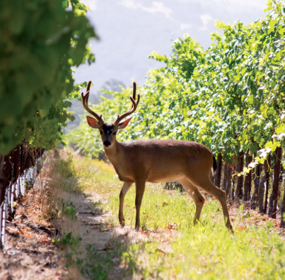 St Francis, Pinot Noir Sonoma, 2022 - Friarwood Wines & Spirits