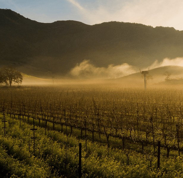 Stephen Vincent, Chardonnay, 2021 - Friarwood Wines & Spirits