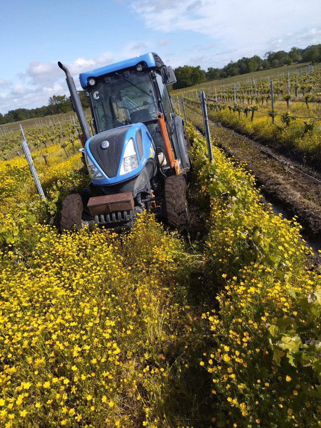 Tractor working among wildflowers in a sustainable Bordeaux vineyard