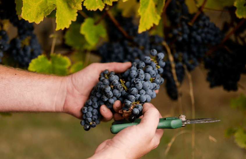 Tokar Estate, Pinot Noir, 2020 - Friarwood Wines & Spirits