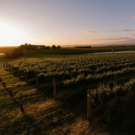 Tokar Estate, Pinot Noir, 2020 - Friarwood Wines & Spirits