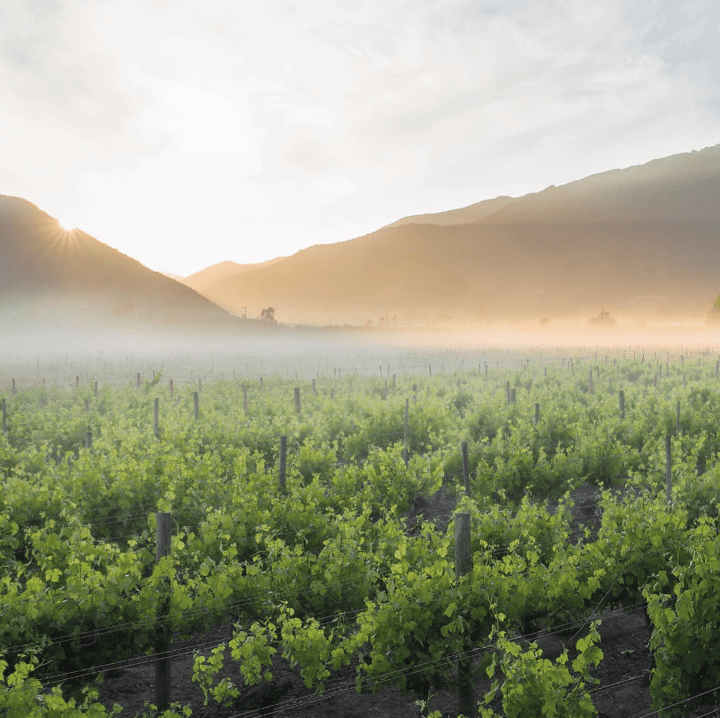 Tres Palacios, Gran Reserve Chilean Cabernet Sauvignon, 2020 - Friarwood Wines & Spirits