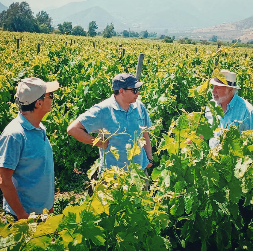 Tres Palacios, Gran Reserve Chilean Cabernet Sauvignon, 2020 - Friarwood Wines & Spirits