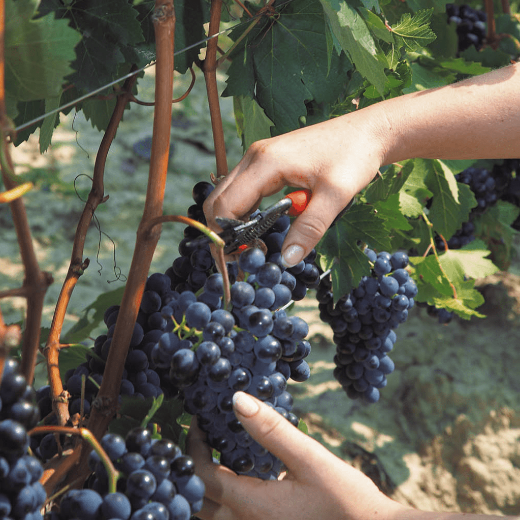 Vinchio Vaglio, Barolo, 2021 - Friarwood Wines & Spirits